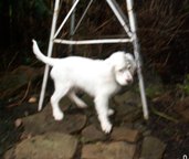 9 wks old, Exploring Uncle Don's Yard in Portland before Flying Out to AK